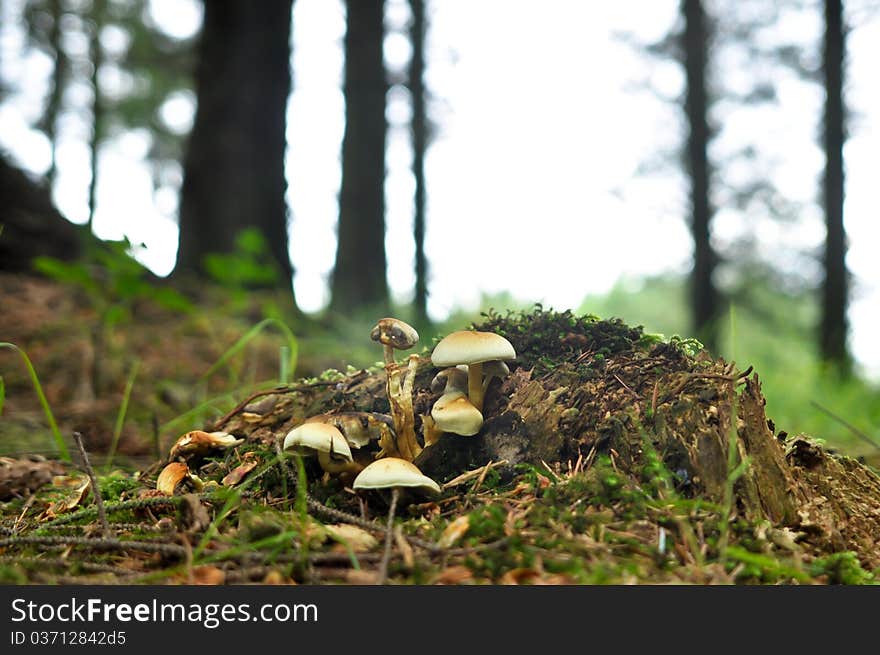 Group of mushrooms growing wild in forest