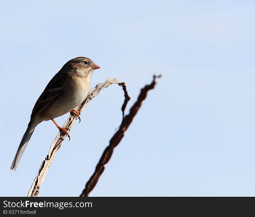 Sparrow