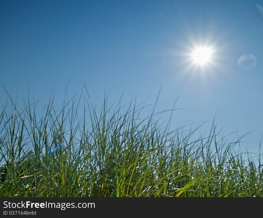 Green grass, sky and sun in nature