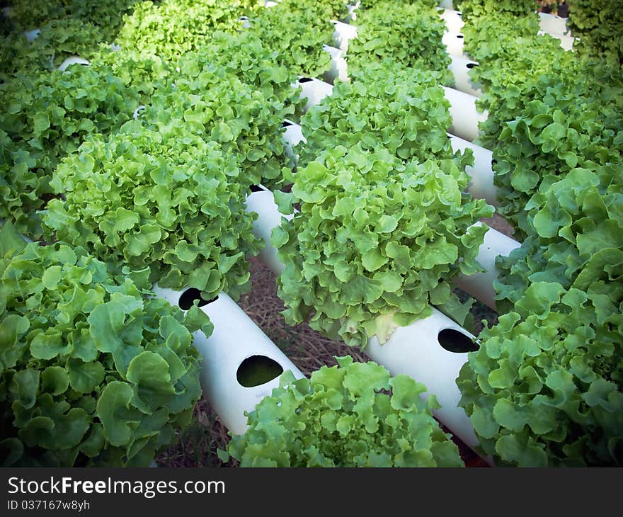 Field lettuce Do not use a soil