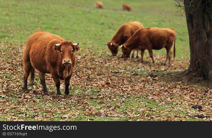 Portrait of a brown cattle in an autumn field.The breed is Salers and is considered to be one of the oldest and most genetically pure of all European breeds.They are common in Auvergne region of France.