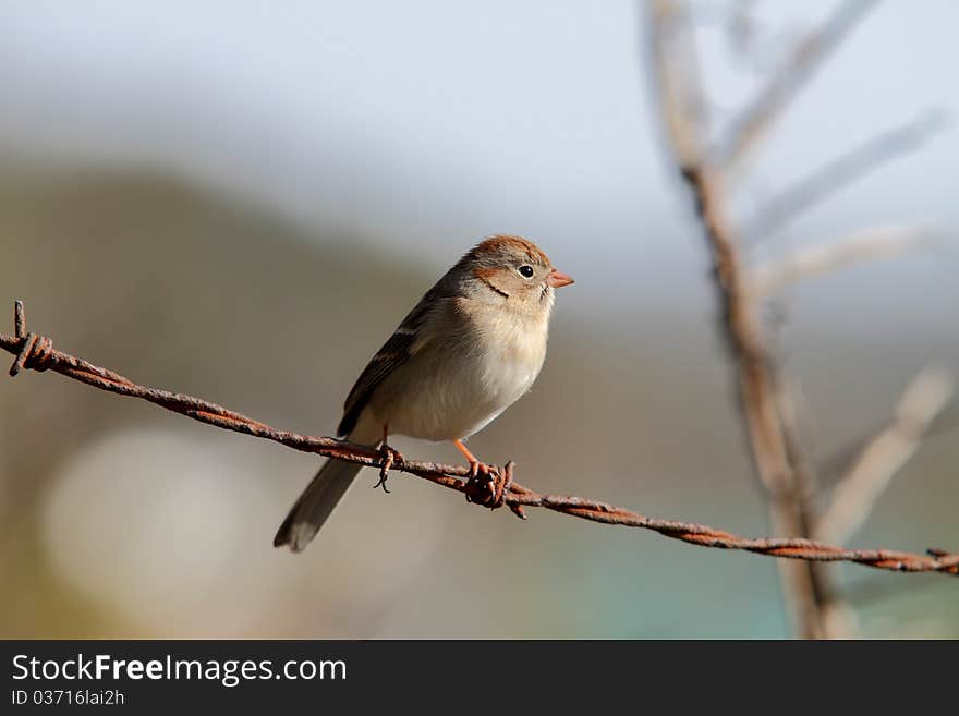 House sparrow sitting on the fence watching the cat.