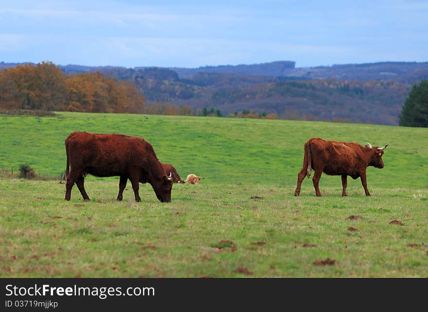 Brown cattle