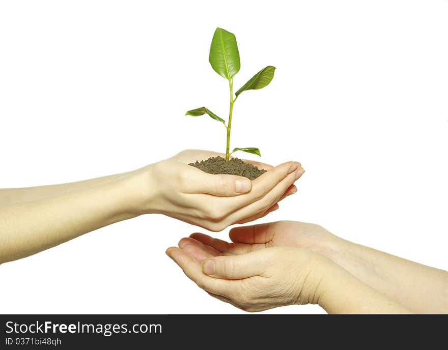 Hands holding sapling in soil  on white