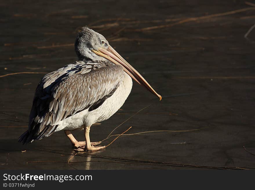 Pelican