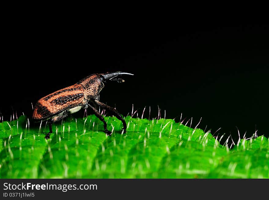 Insect , weevil