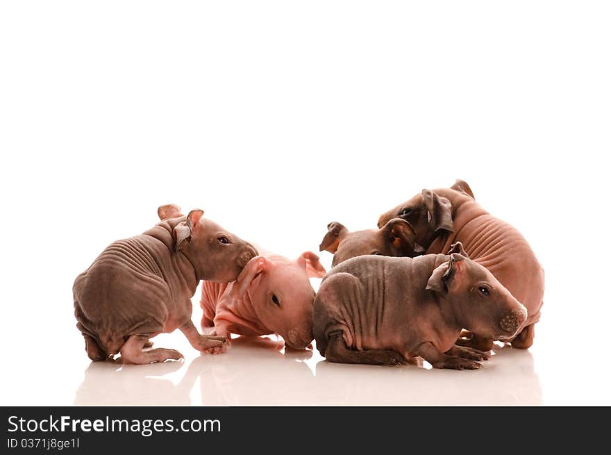 Skinny Guinea Pigs On White Background