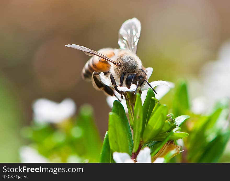 Pollen collector