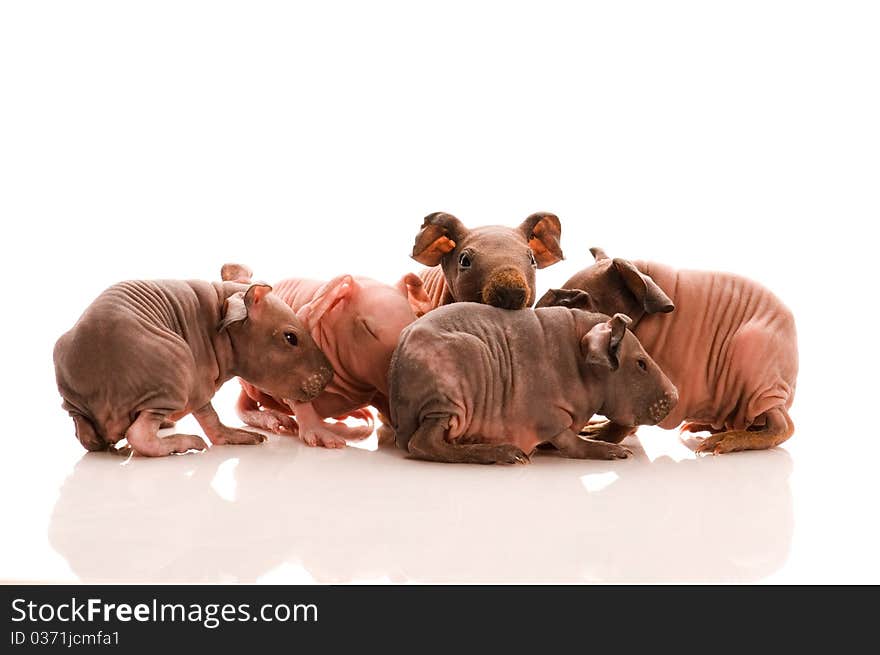 Skinny guinea pigs