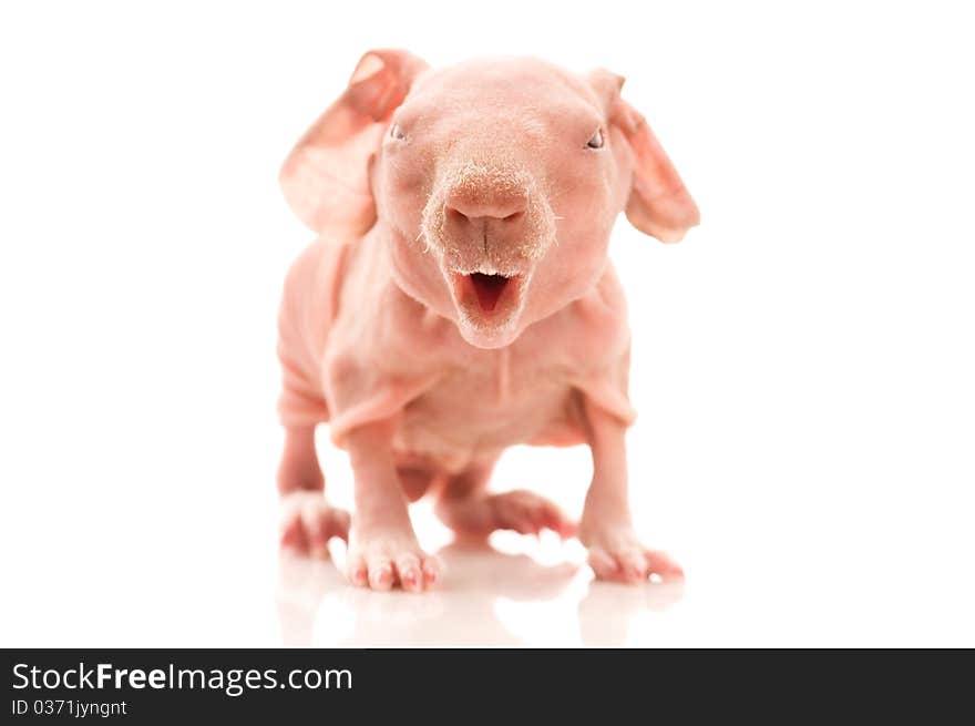 Skinny guinea pig