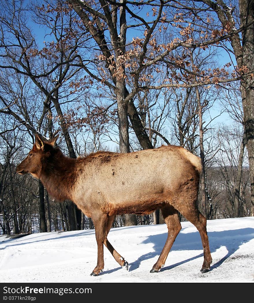 Elk