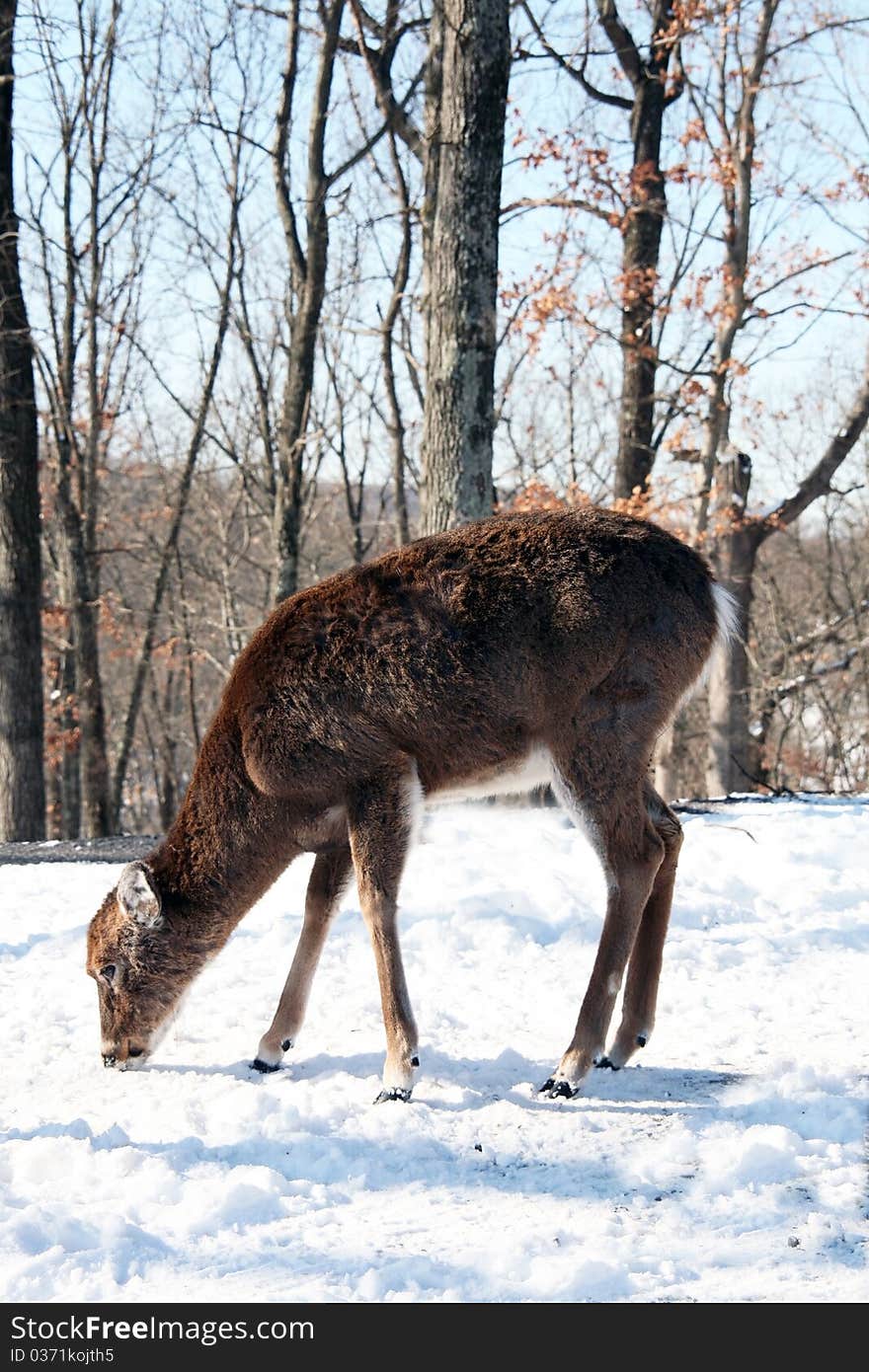 Female deer walking in snow