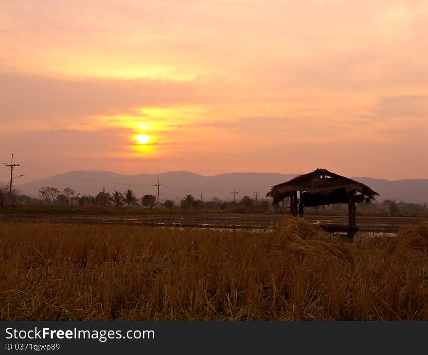 Sunset at rice field. Sunset at rice field.