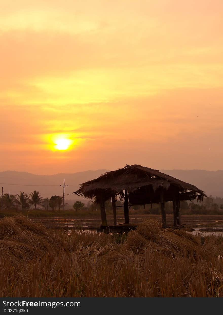 Sunset at rice field. Sunset at rice field.