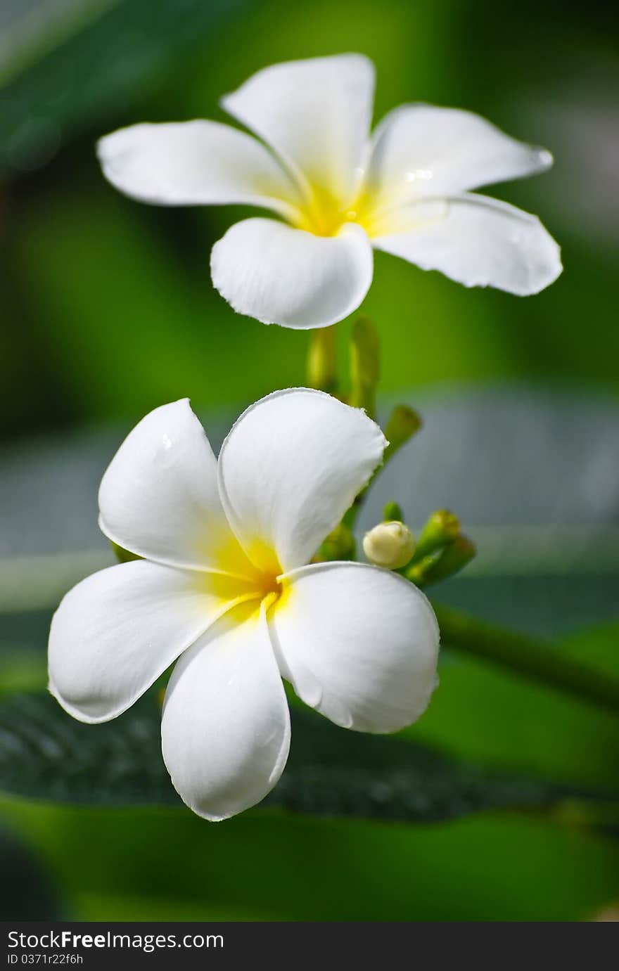 White flower