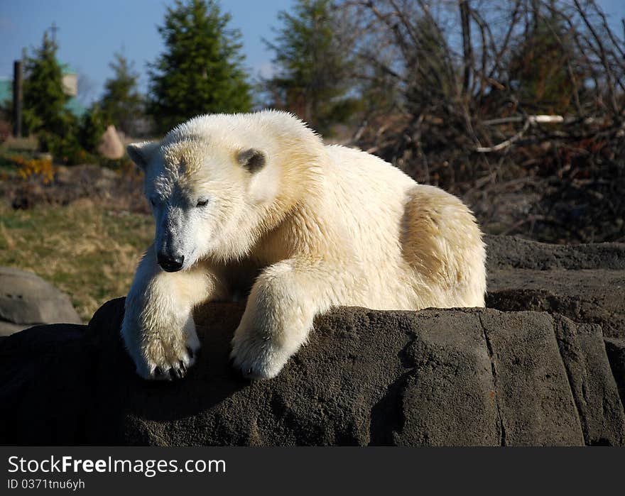 A polar bear sits in the sun on a rock looking into a pond of water. A polar bear sits in the sun on a rock looking into a pond of water