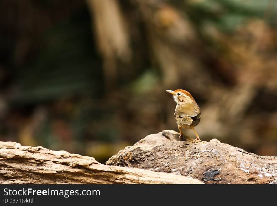 Small bird looking at wood.