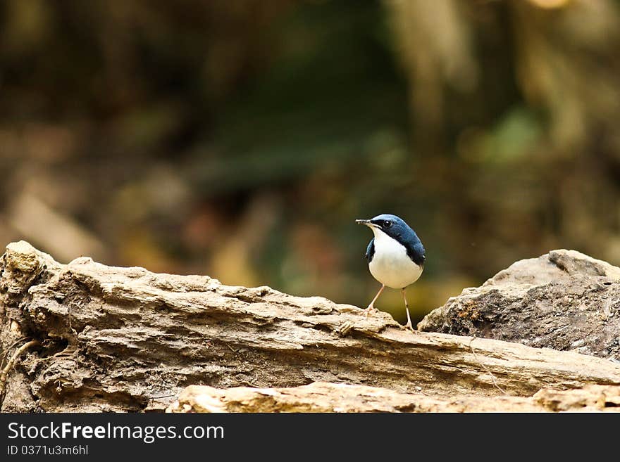 Small bird looking at wood.