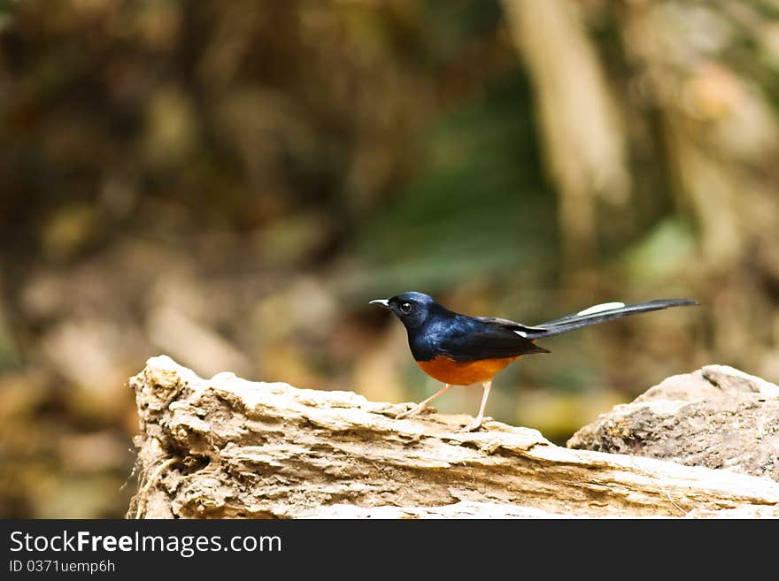 Small bird looking at wood.