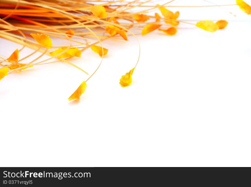 Yellow leaves isolated on white background.