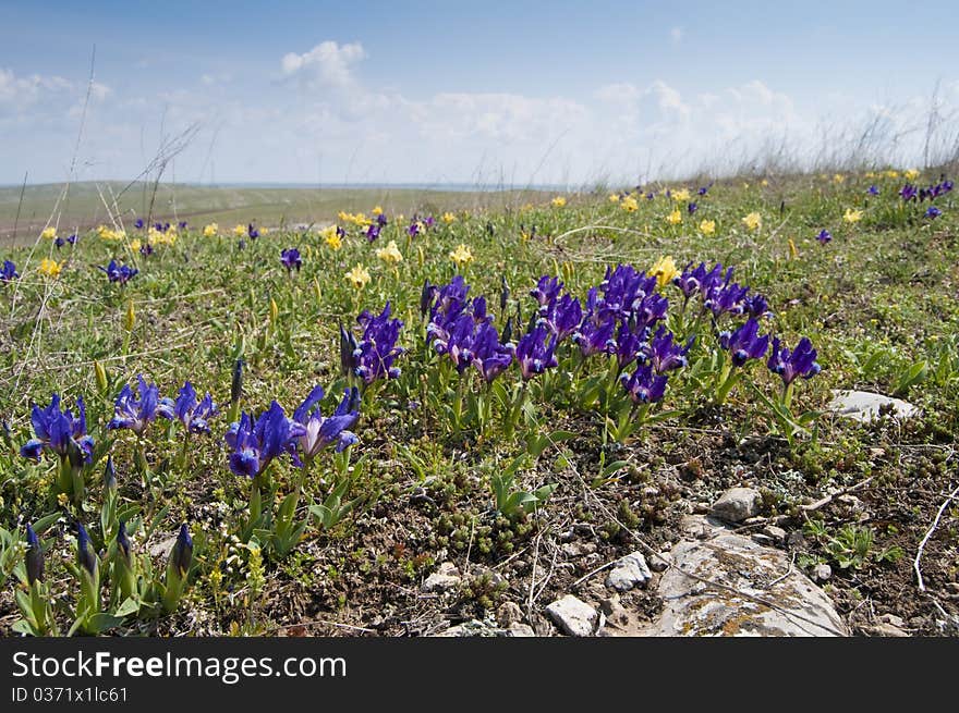 Dwarf Irises on Field in Spring