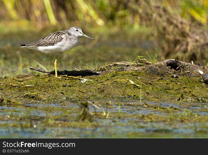 Greenshank resting