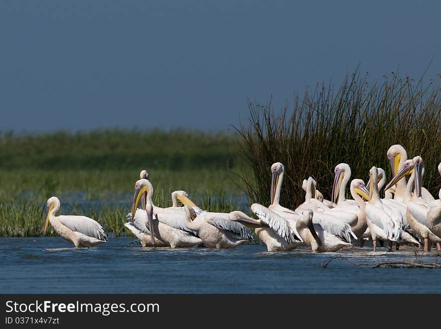 White Pelicans Colony