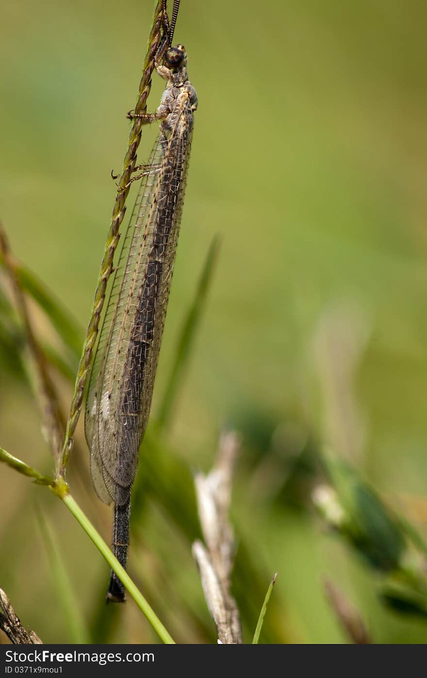 Antlion on a grass in summer