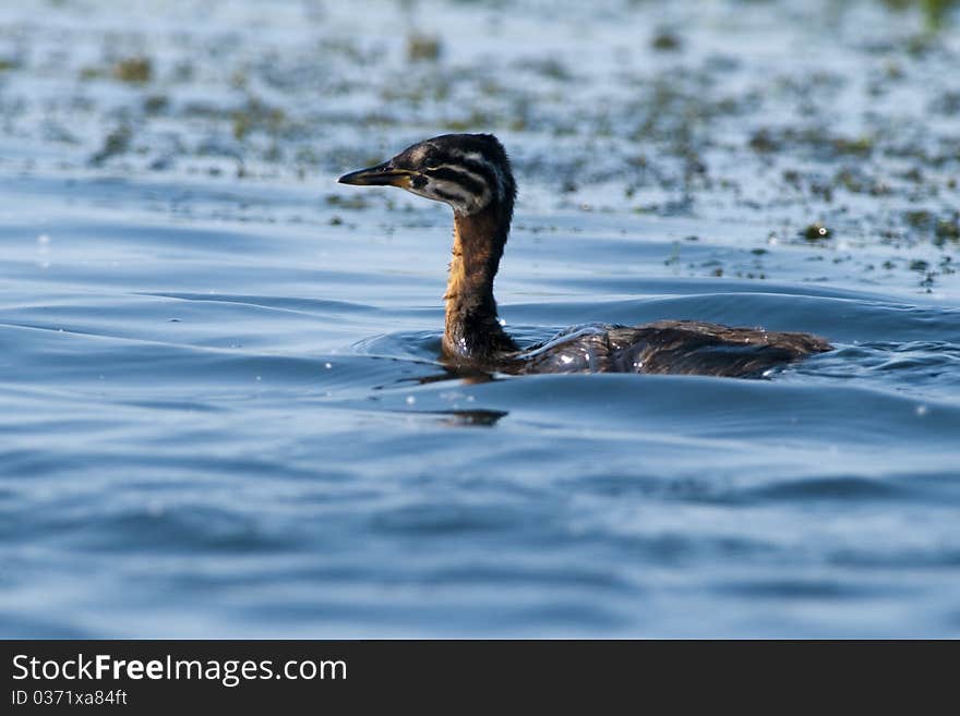 Red Necked Grebe Chick