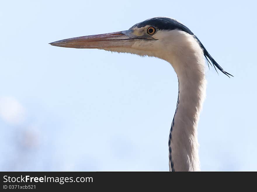 Grey Heron Portrait