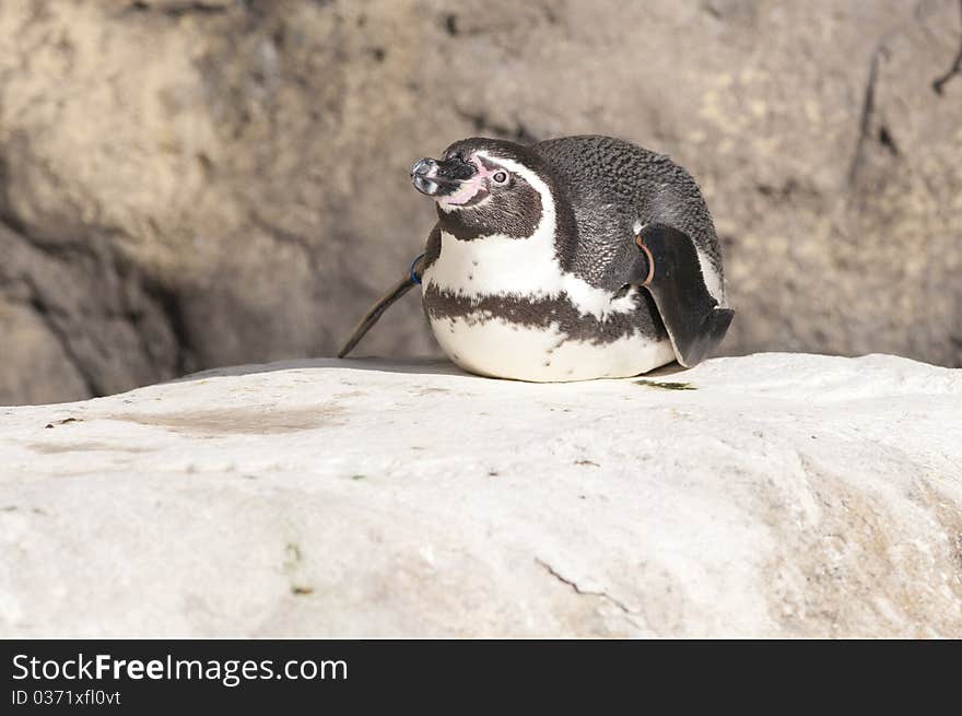 Humboldt Penguin