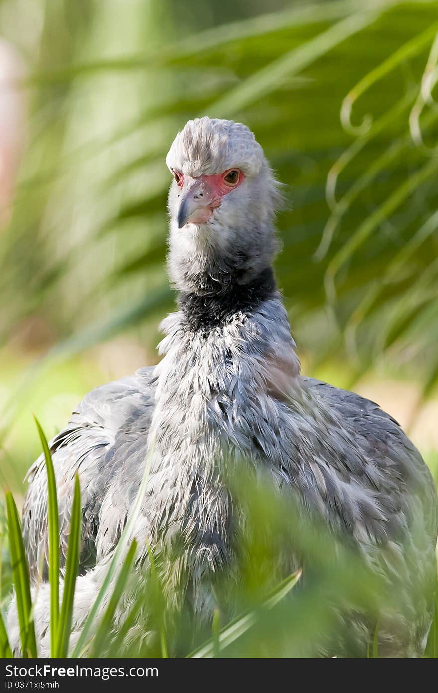 Crested or Southern Screamer (Chauna torquata)