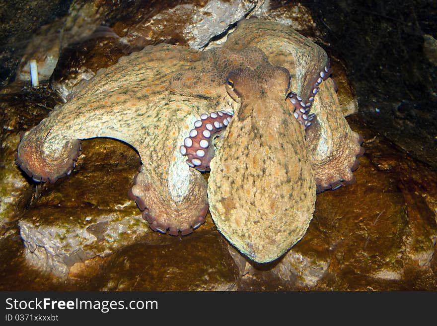 Octopus (Octopus vulgaris) in Aquarium