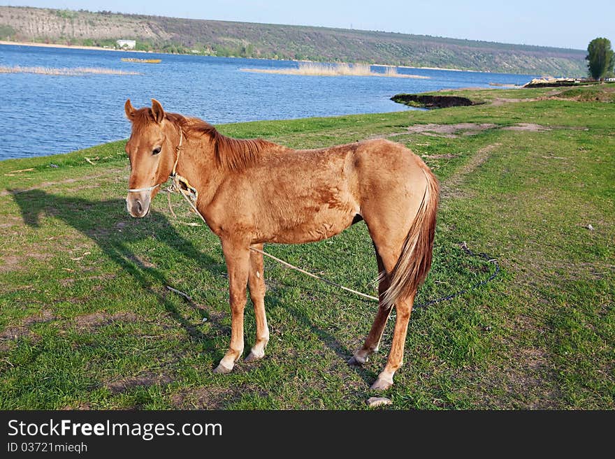 Horse on the grassland