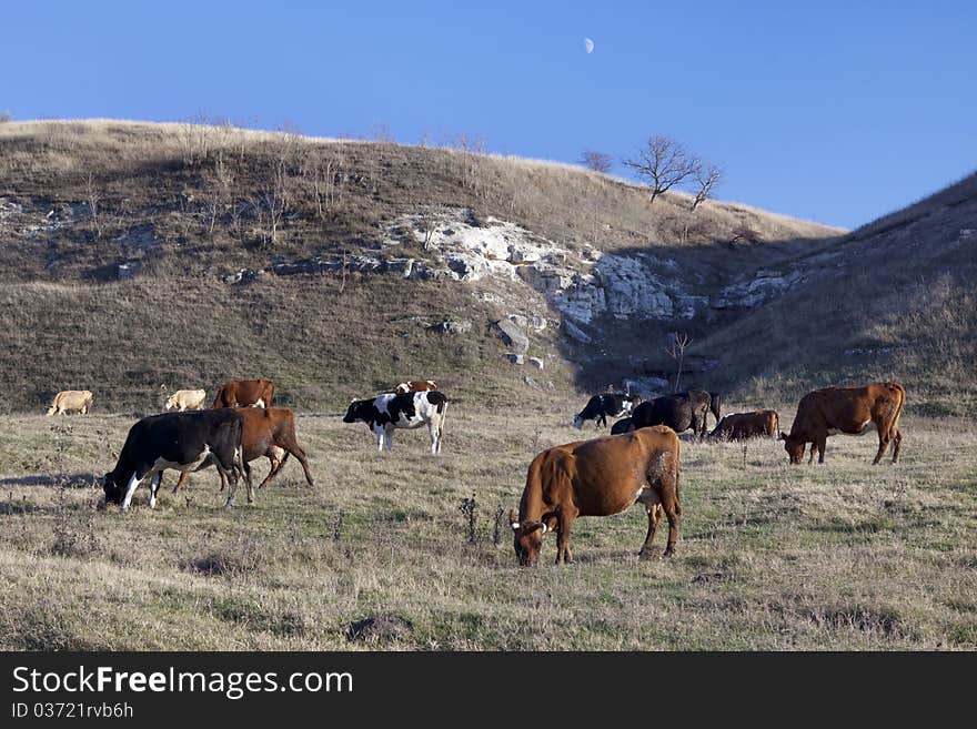 Cows under the moon