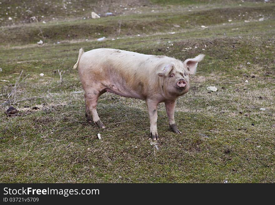 Swine female behide the farm. Swine female behide the farm