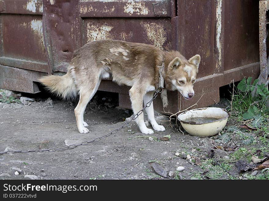 Dog in the chains without liberty. Dog in the chains without liberty