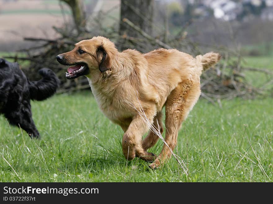 Portrait of a wild running and smiling hovawart puppy. Portrait of a wild running and smiling hovawart puppy