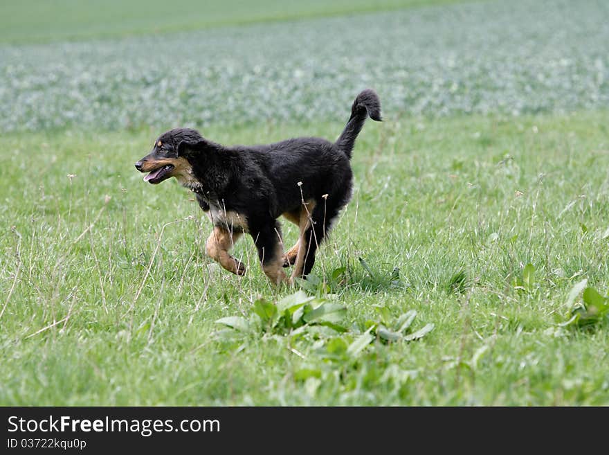 Portrait of a black and tan wild running young hovawart dog. Portrait of a black and tan wild running young hovawart dog