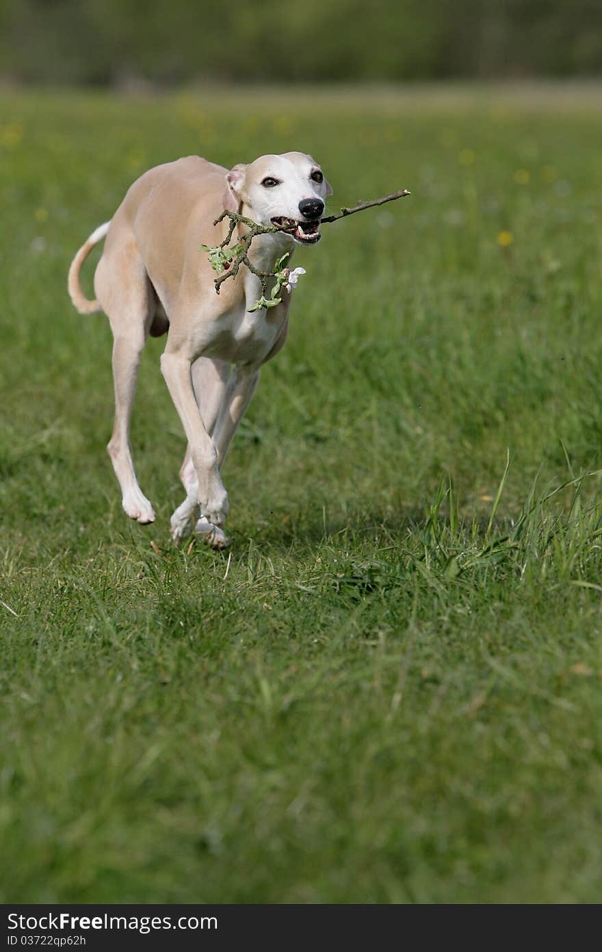 Portrait of running whippet dog holding a blossomy branch. Portrait of running whippet dog holding a blossomy branch