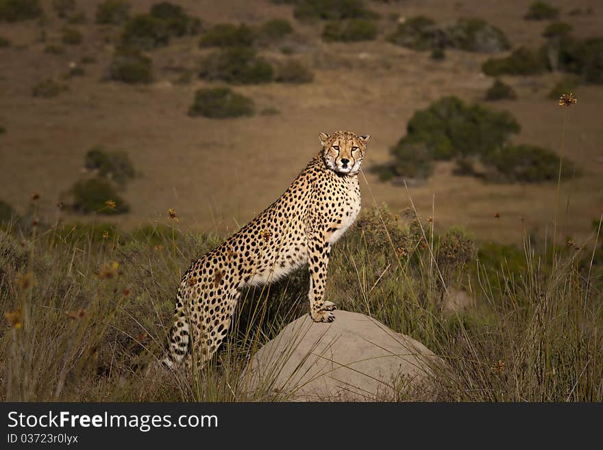 Cheetah standing on a termite mound for a better view. Cheetah standing on a termite mound for a better view