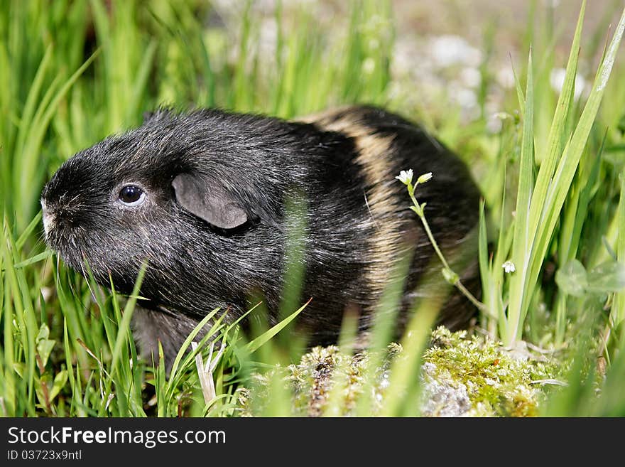 Portrait of a curious Guinea pig sitting and sniffing in grass