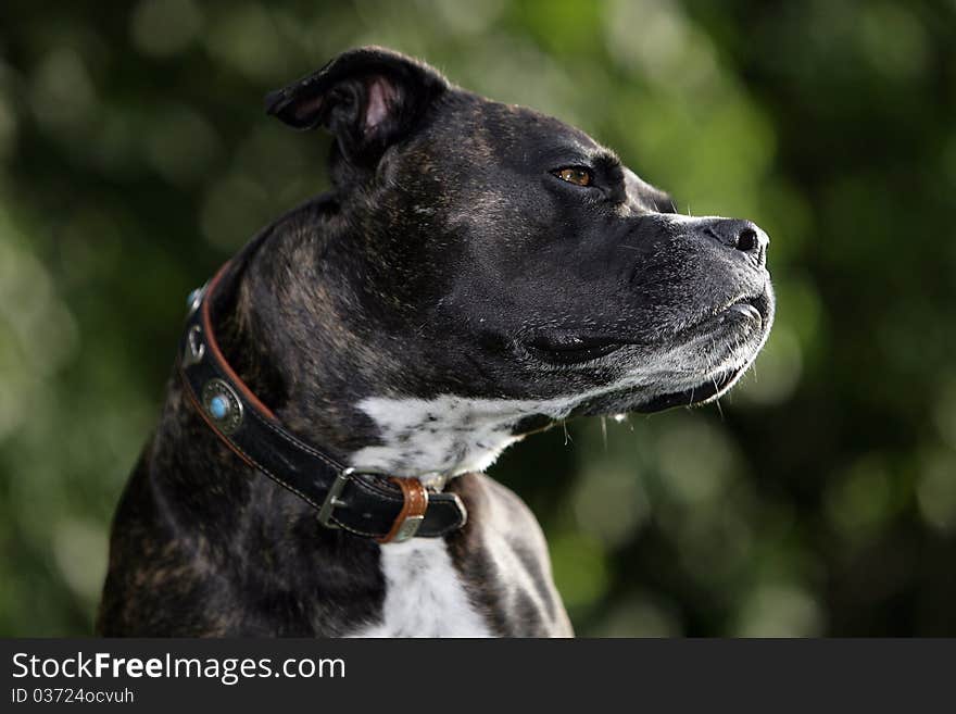 Portrait of a brown cane corso dog looking very concentrated. Portrait of a brown cane corso dog looking very concentrated