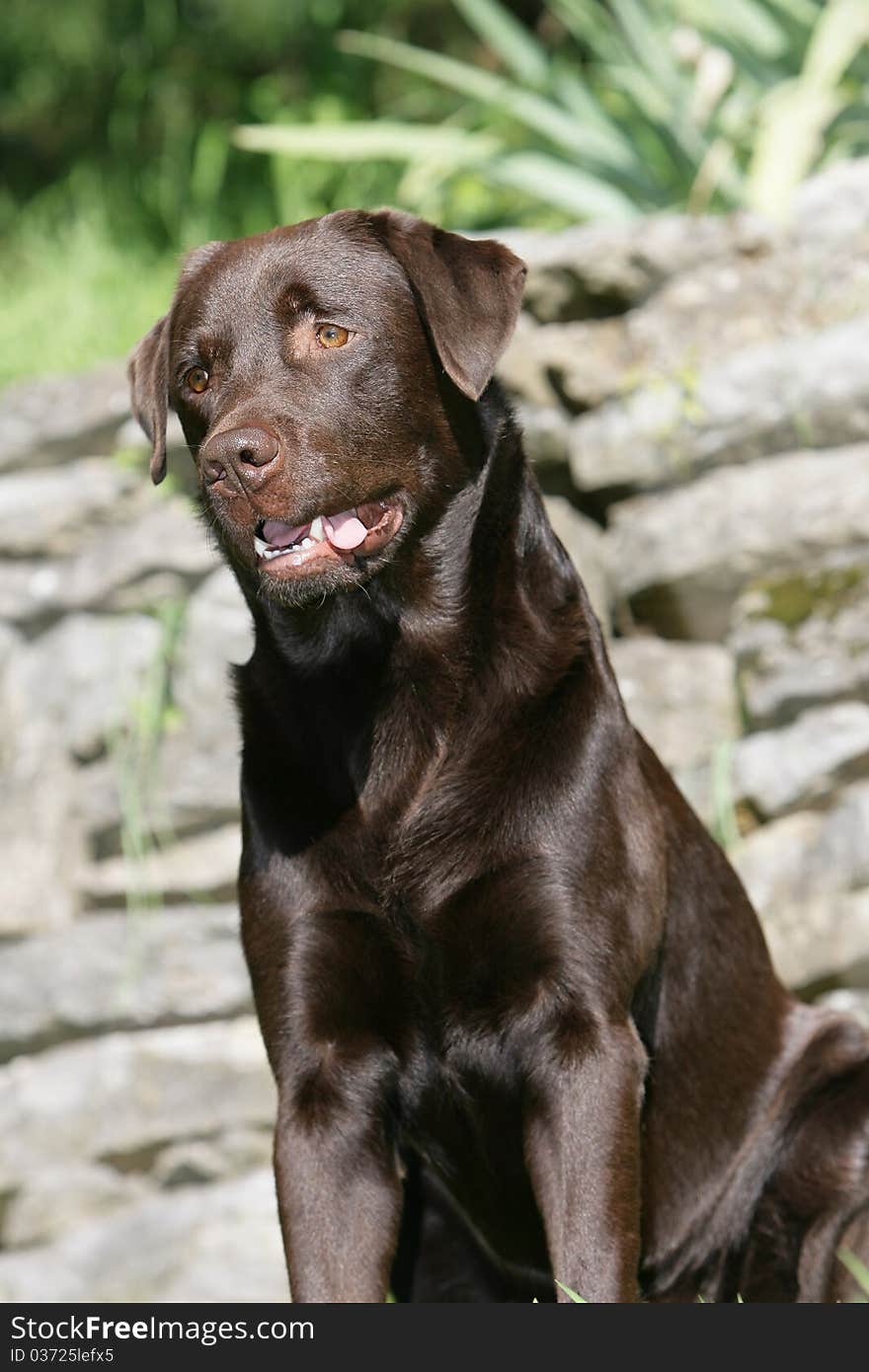 Portrait of the head of a brown Labrador retriever dog