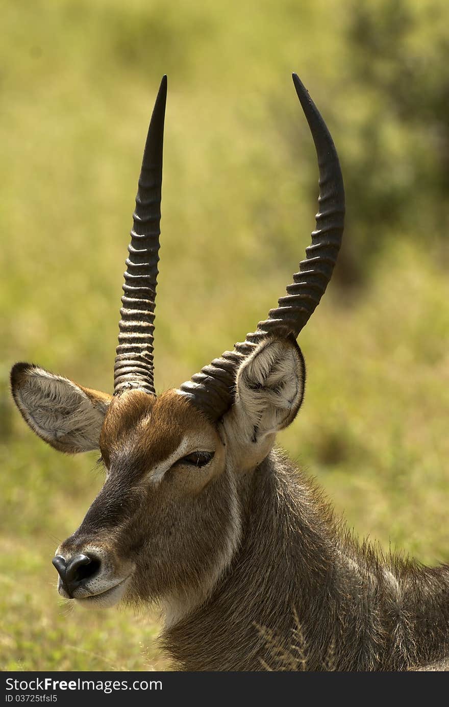 Waterbuck Resting