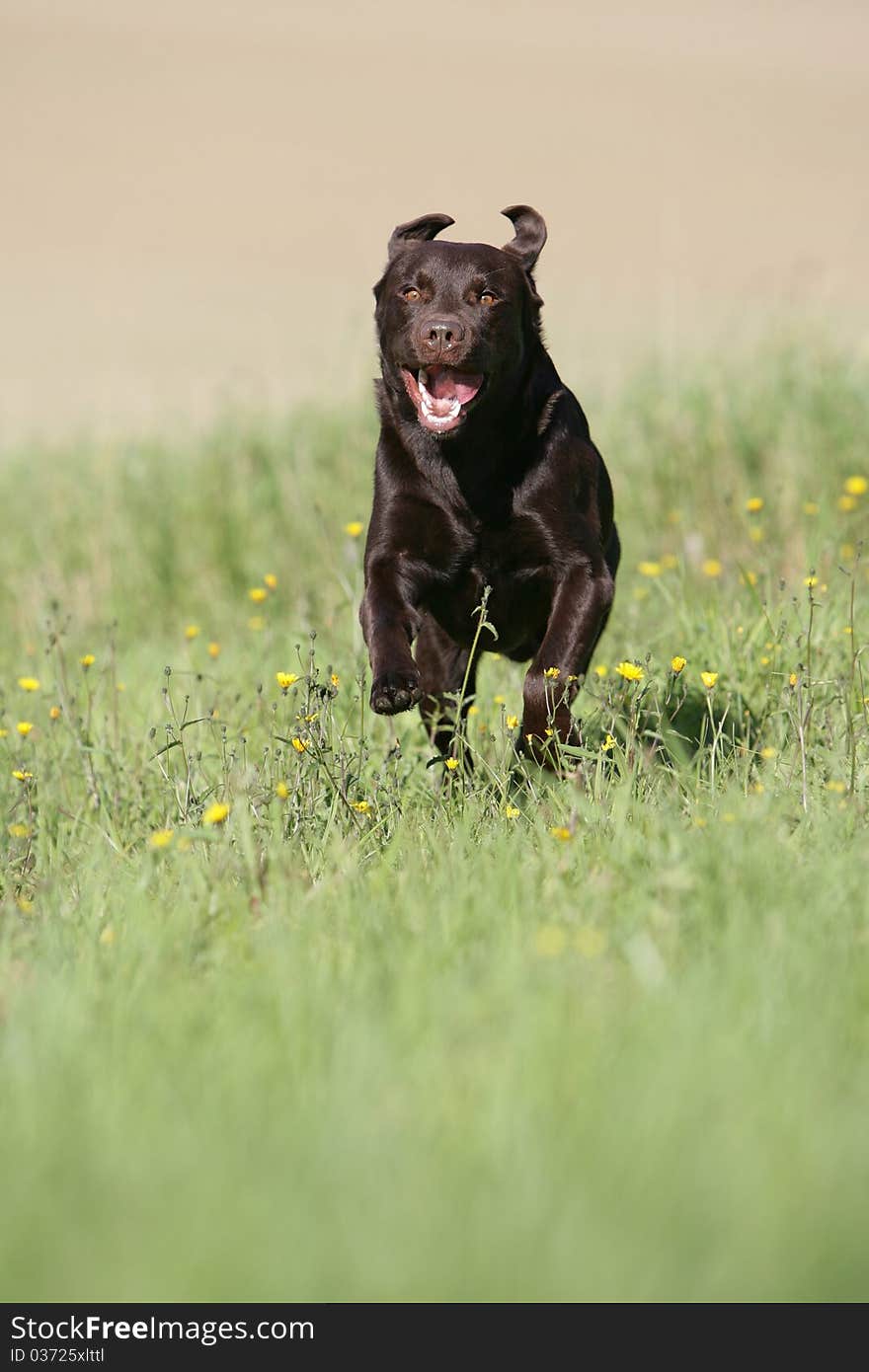 Portrait of a running brown Labrador retriever dog. Portrait of a running brown Labrador retriever dog