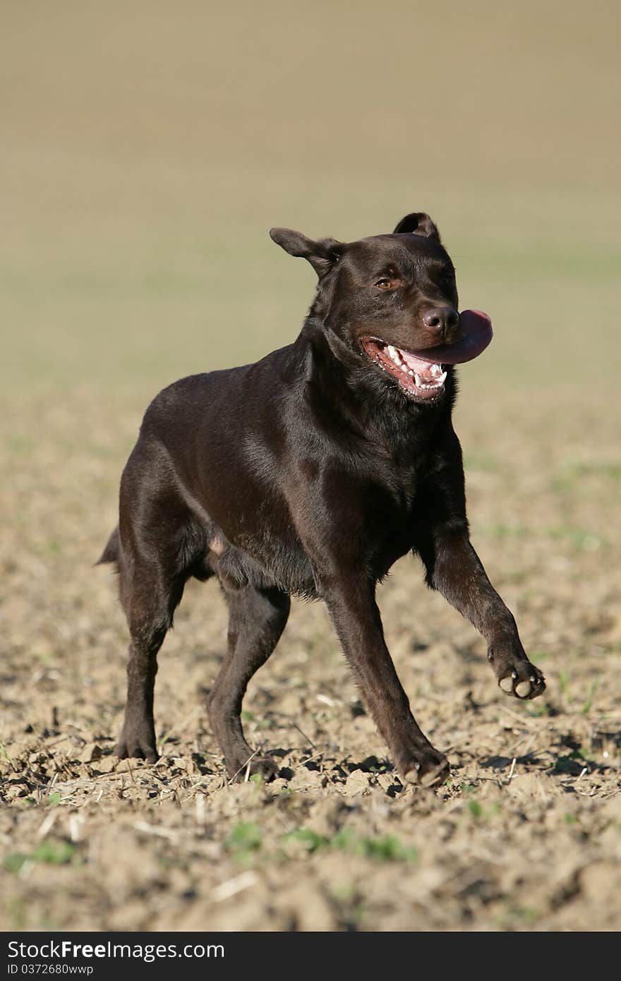 Portrait of a wild running brown Labrador retriever dog