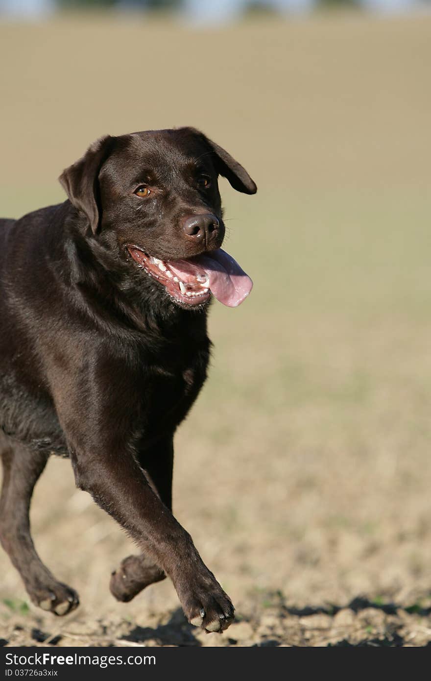 Brown Labrador action