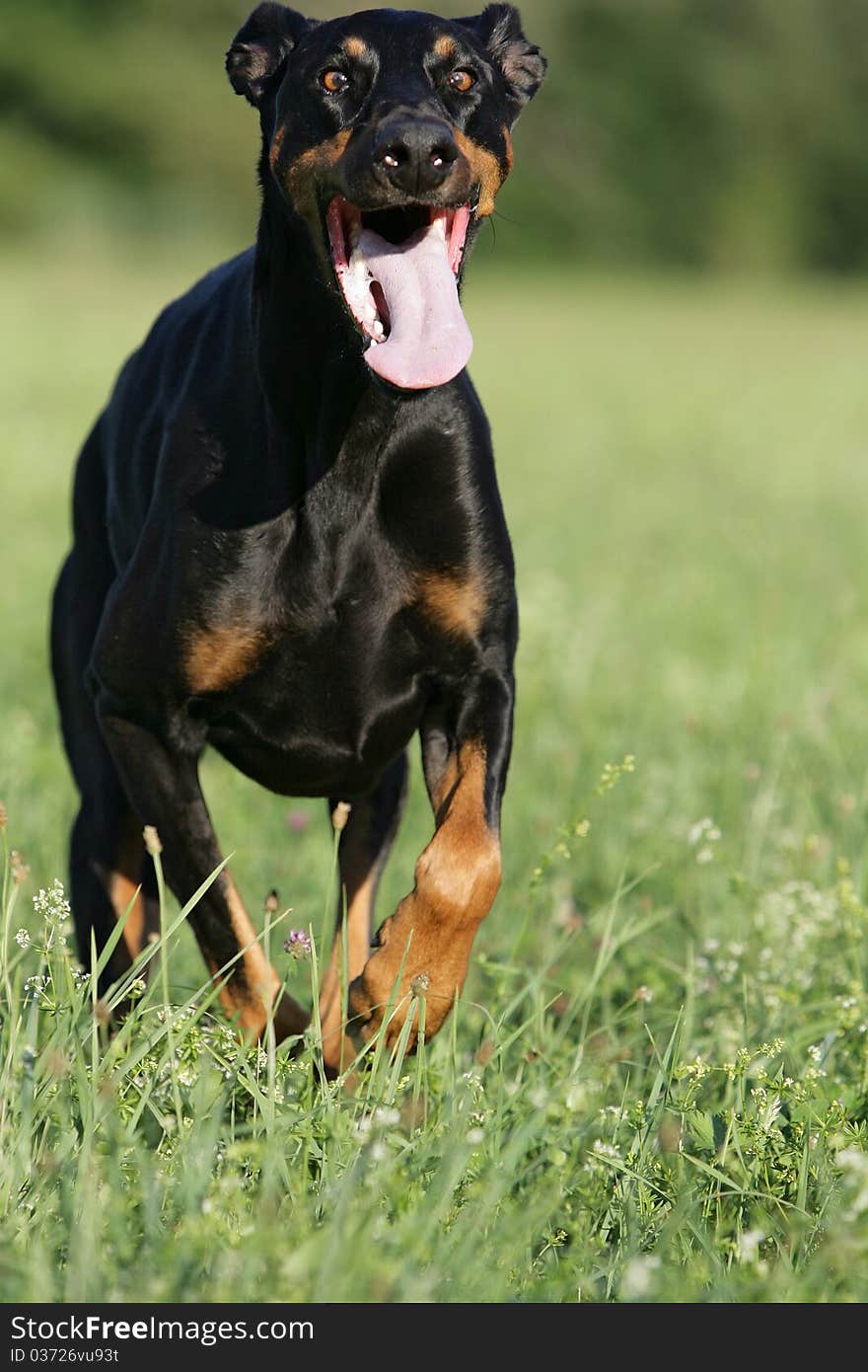 Frontal portrait of a smiling and running doberman dog