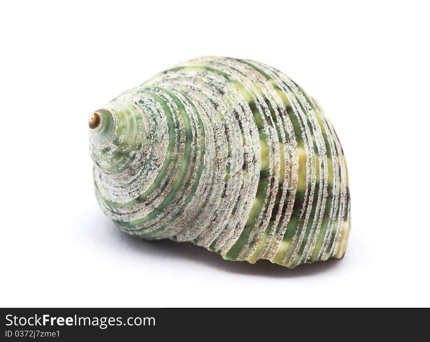 Green seashell isolated on white background